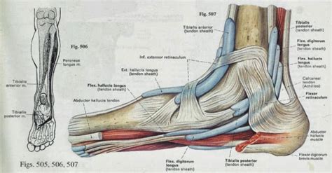 Webmd's feet anatomy page provides a detailed image and definition of the parts of the feet and explains muscles, tendons, and ligaments run along the surfaces of the feet, allowing the complex. 12 best FOOT TENDONS images on Pinterest | Gymnastics, Health fitness and Acupuncture