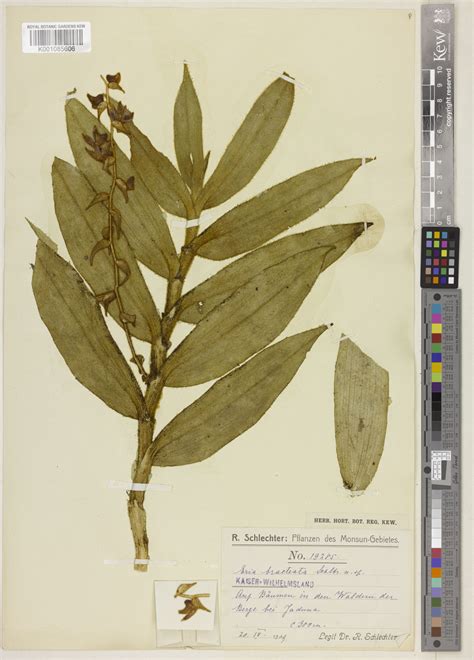 Trichotosia Bracteata Schltr Pfhunt Plants Of The World Online