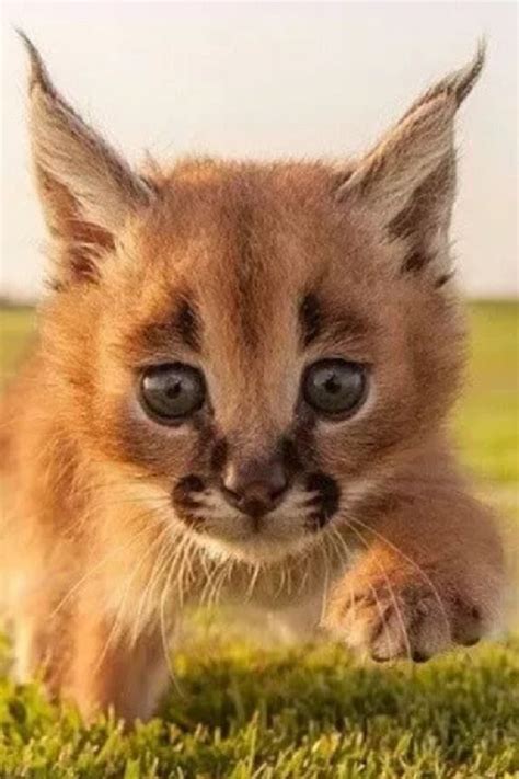 This Strange Wild Cat Is Called A Caracal And It Might Just Be The