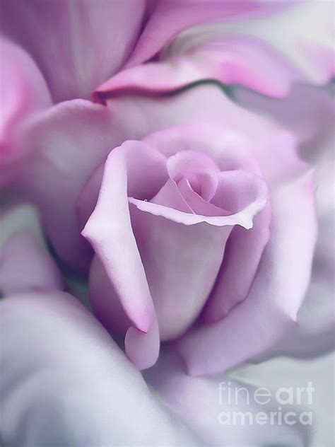 Rose Lavender Photo Fanpop