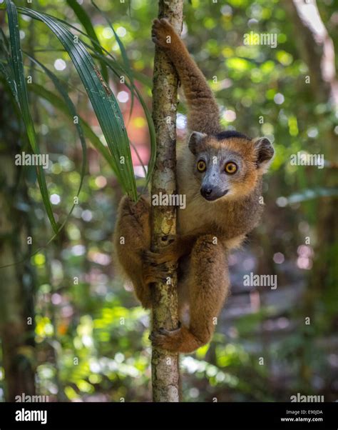 Lemur Of Madagascar Stock Photo Alamy