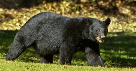 Black Bears In Mississippi