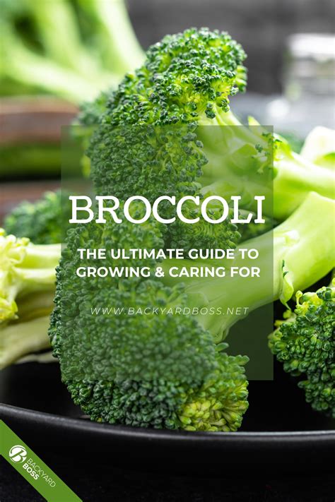 How To Grow Broccoli Indoors Or Outdoors Broccoli Broccoli Plant
