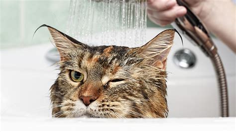How To Bathe Your Cat Petpartners