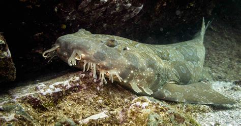 11 Wobbegong Shark Facts The Deceptively Harmless Shark