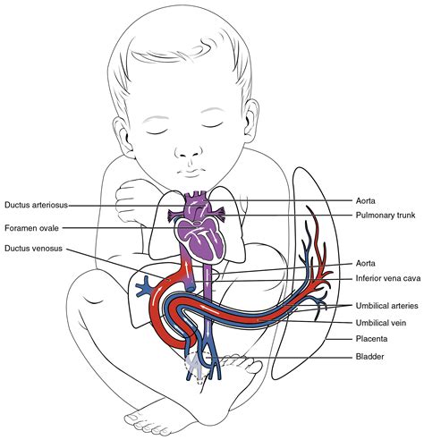 206 Development Of Blood Vessels And Fetal Circulation Anatomy