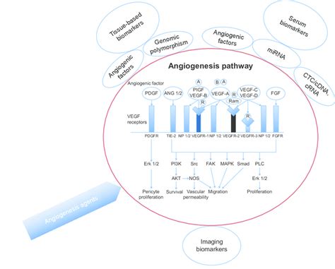 A Schematic Of The Angiogenesis Pathway Angiogenesis Inhibitors And
