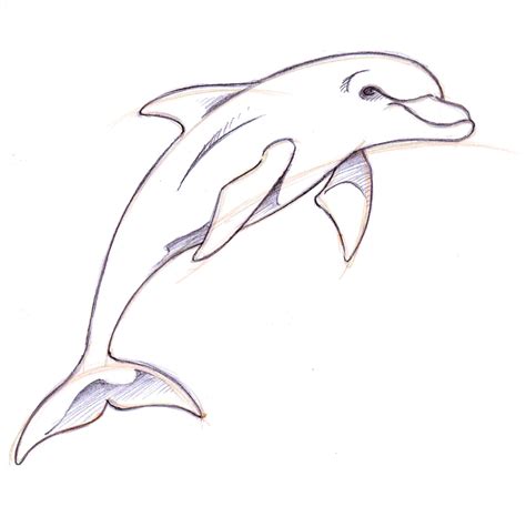 How To Draw A Dolphin Step By Step Dolphin Drawing Drawings Animal