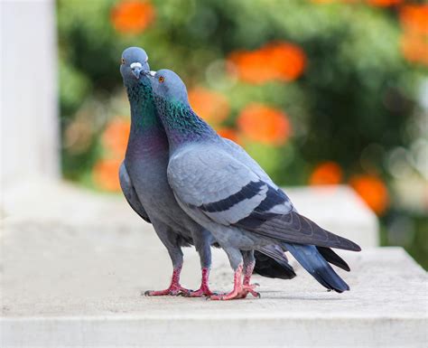 Photo Of Two Pigeons · Free Stock Photo