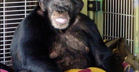 chimp who mauled woman once bit another cbs news