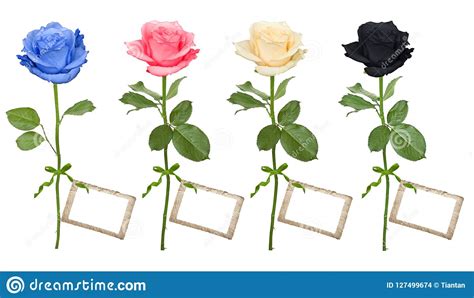 Roses With Label Stock Photo Image Of Fresh Black 127499674