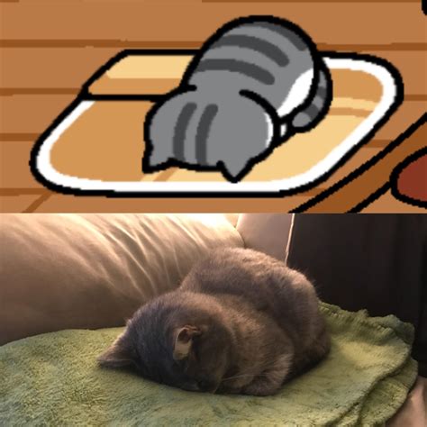 If your cat suddenly stopped using their litter box, you might want to check out my other post about the my cat loves to watch the birds and bunnies out the window (kitty tv!), but interactive games are his favorite. Pin by Kate Hannah on Interesting! | Cat sleeping, Cats, Sleep