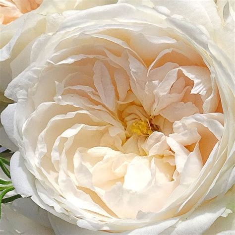 Select the following files that you wish to download or play stream, if you do not find them, please search only for artist, song, video title. Image result for purity garden rose | Florist supplies ...