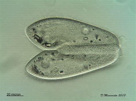 Paramecium Aurelia Flickr