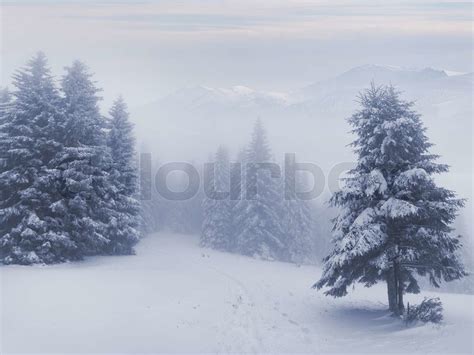 Misty Forest At Winter In The Mountains Stock Image Colourbox