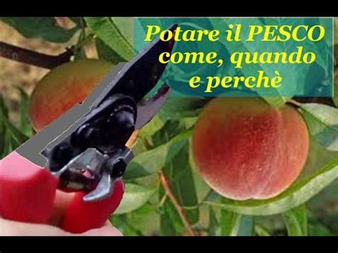 La bolla del pesco è una malattia fungina causata dall'ascomicete taphrina deformans, il sintomo tipico è quello di foglie che si deformano, esse aumentano di spessore diventano ipertrofiche e bollose. LA BOLLA DEL PESCO COME COMBATTERLA CON UN RIMEDIO FAI DA ...