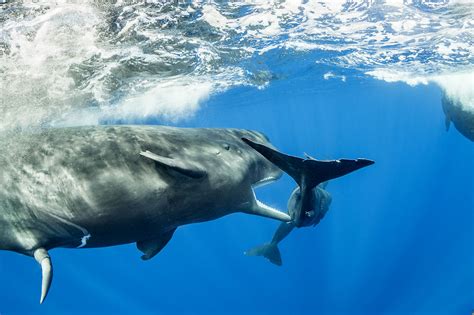 Sperm Whales Of Dominica Franco Banfi Wildlife Photographer