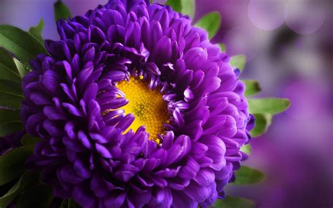 Purple Flowers Wallpapers High Quality Download Free