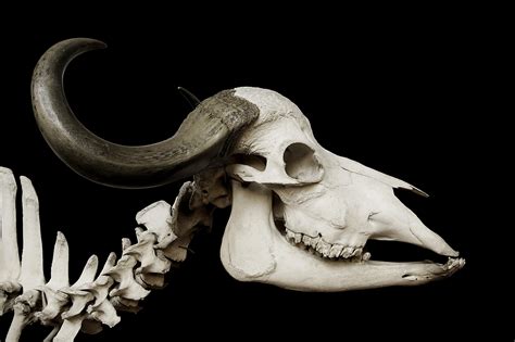 Cow Skull Still Life Skull Anatomy Animal Head Animal Studio Shot