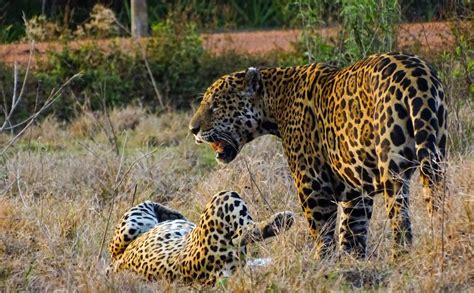 Big Wild Male South American Jaguars Only Pictorial Wildanimalwarfare