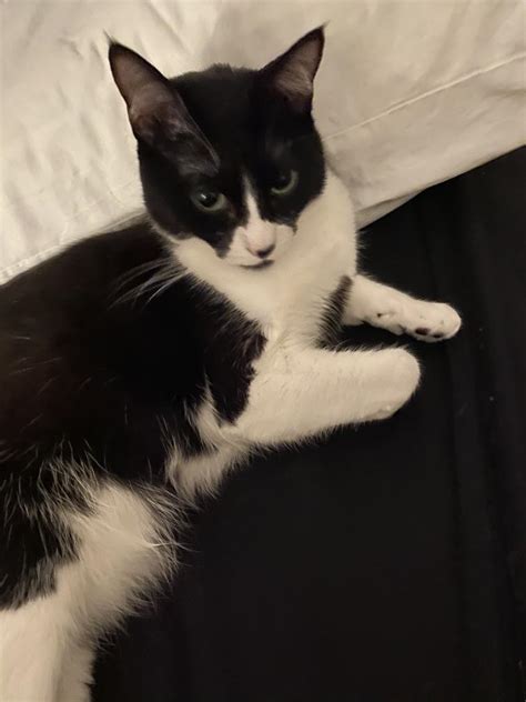 lost cat domestic short hair in louisville ky lost my kitty