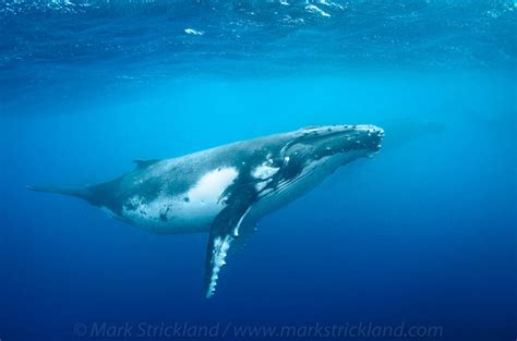 The Worlds Best Places To Swim With Whales 2022