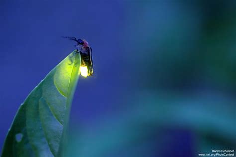 Fireflies The National Wildlife Federation Blog The National