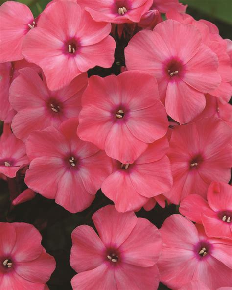 Lovely coral blooms with rosy eyes draw great attention to the coral crème drop™ phlox. Coral creme drop phlox | Redwood Falls Nursery