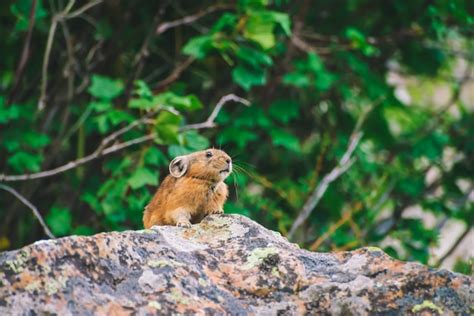 Premium Photo Pika Rodent On Cliff Among Rich Plants
