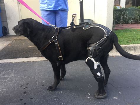 Prosthetic Leg Gives Injured Dog New Leash On Life Sun Sentinel