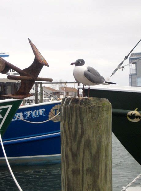 On The Dock Cape May Dock Animals