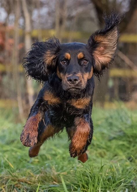 Deshalb blieben cocker spaniels lange eine zwischenstufe zwischen working spaniel und toy spaniel. Working Cocker Spaniel. | Working spaniel, Spaniel breeds ...