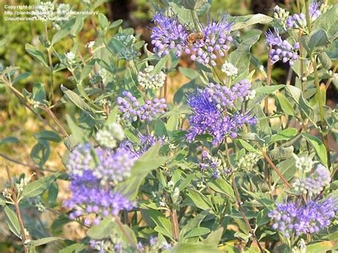 Bees love to visit blue mist spirea when it's in flower. Full size picture of Blue Mist Spiraea, Bluebeard ...