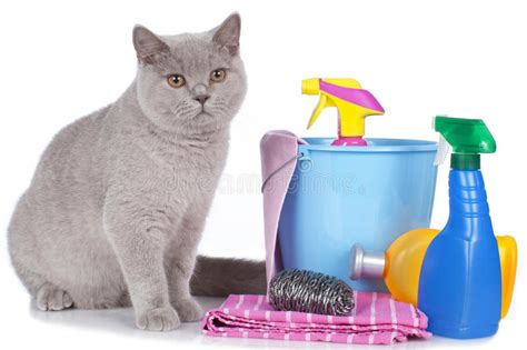 Cat With Cleaning Agents Stock Photo Image Of British 40457582