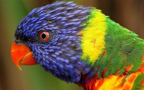 73+ cool animal backgrounds ·① download free high. Wallpaper rainbow parrot, beautiful, colorful animals ...