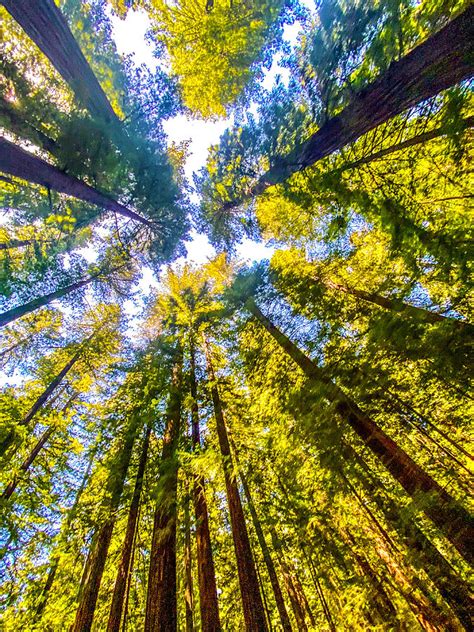 California Redwoods Photograph By David Perea Pixels