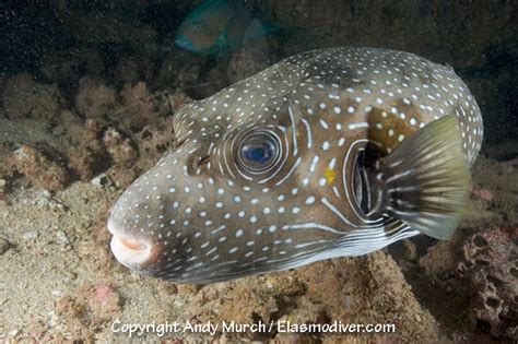 Pictures Of White Spotted Puffer Fish Arothron Hispidus