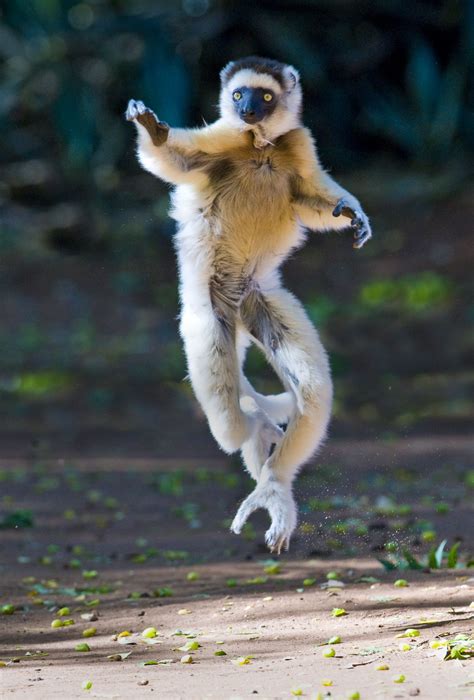 Jumping Lemur By Todd Gustafson Gustafson Photo Safari We Cover The