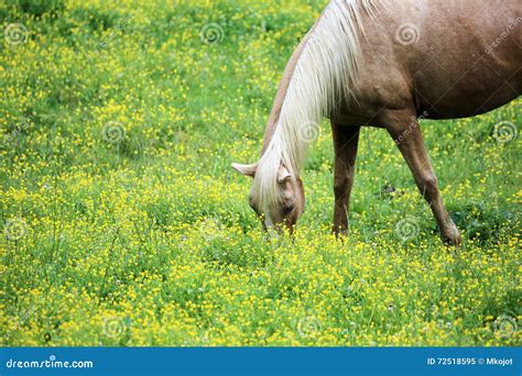 Wild Flowers And Horse Stock Image Image Of Beauty Beautiful 72518595