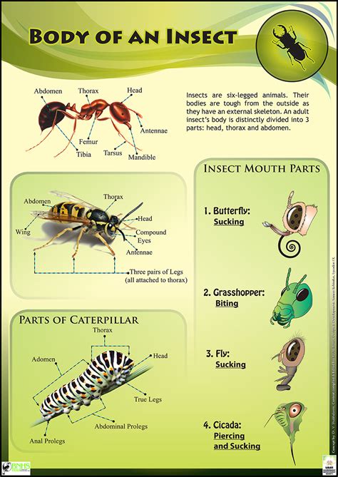 Maybe you would like to learn more about one of these? Insect Life Educational posters for Kids & schools