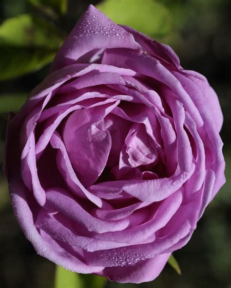 Rose Edouard Rose Purple Roses Heirloom Roses