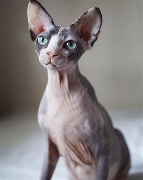 List Of Hairless Cat Breeds Pets Lovers
