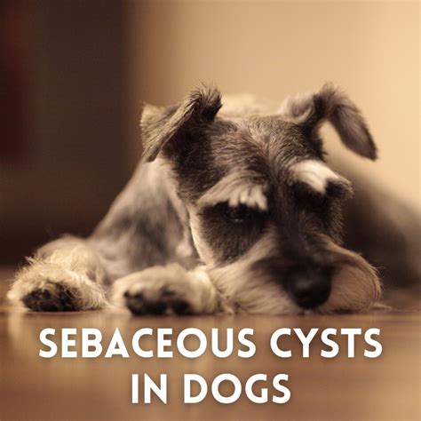 Sebaceous Cyst Drainage Dog Best Drain Photos Primagemorg