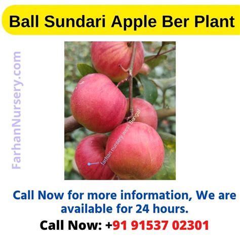Ball Sundari Apple Ber Plant Best Plant Nursery In West Bengalkolkata। Farhan Nursery फरहान