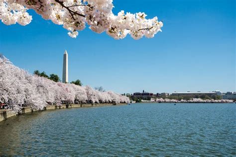National Cherry Blossom Festival Is One Of The Very Best Things To Do