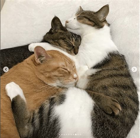 These 3 Adorable Cats Not Only Love To Nap Together But Take Selfies