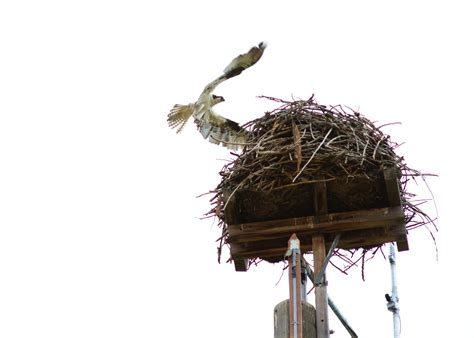 Ospreys 101 Nesting Mating And Chicks Days At Dunrovin