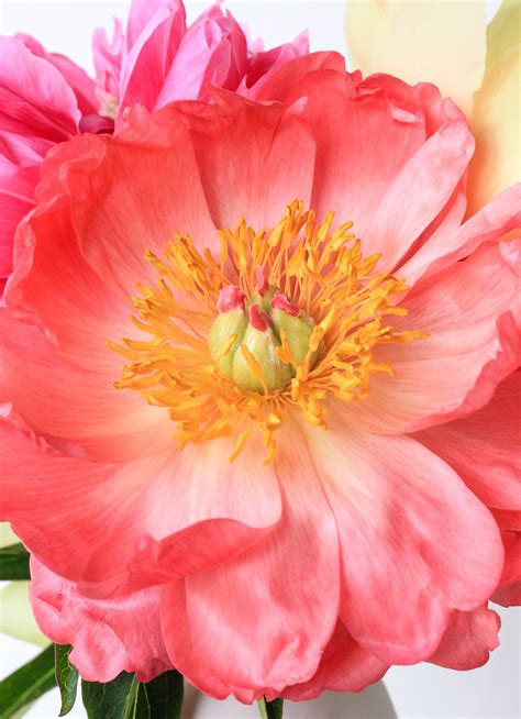 Maybe you would like to learn more about one of these? How to Make Peonies Last Longer - The Crafted Life