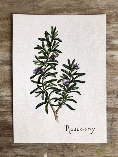 Rosemary Botanical Illustration Original Watercolor Etsy Botanical