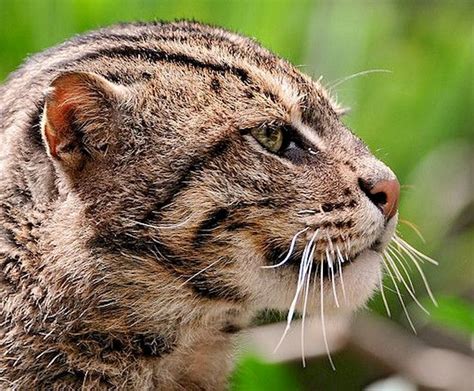 The Iriomote Cat Is A Subspecies Of The Leopard Cat That Lives